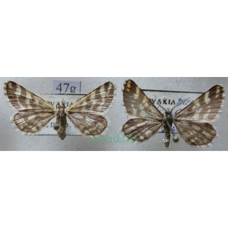 Narraga fasciolaria (Hufnagel, 1767) pair Witalnik byliczak Slovakia47g